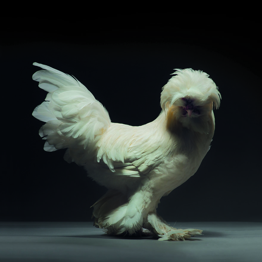 Chickens Are Just Stunning.