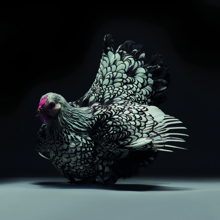 Chickens Are Just Stunning.