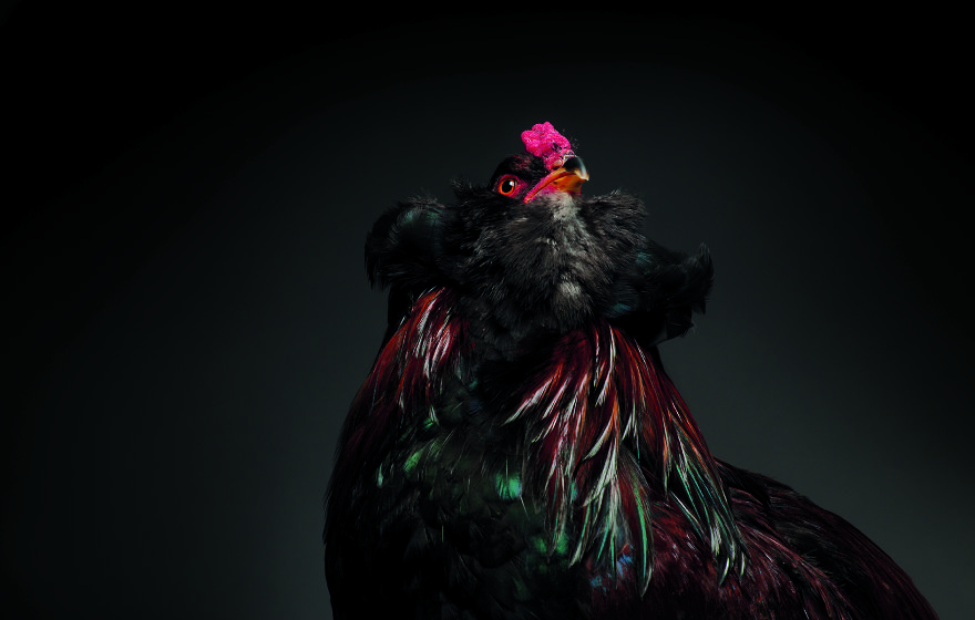 Chickens Are Just Stunning.