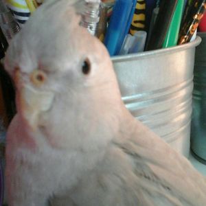 elizabethjenniferneddo avatar