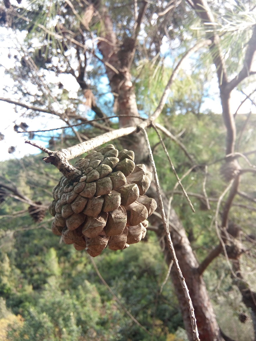 5 Pictures You Won't Believe Were Taken With A Smartphone !