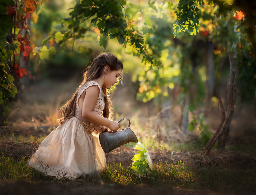 Images In A Vinyard, La Vendimia Images In A Vinyard, La Vendimia