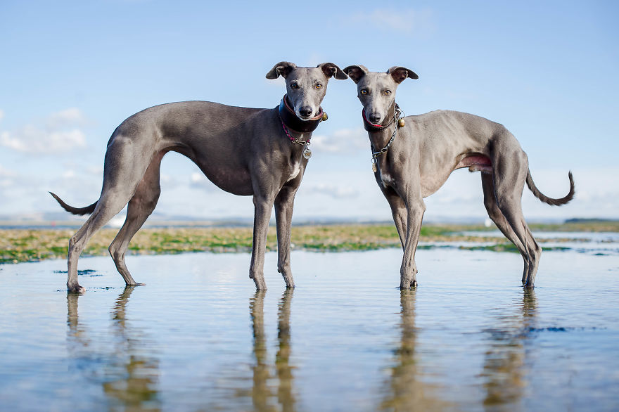 From Homeless To Professional Photographer, Inspired By Nature & Dogs From Homeless To Professional Photographer, Inspired By Nature & Dogs