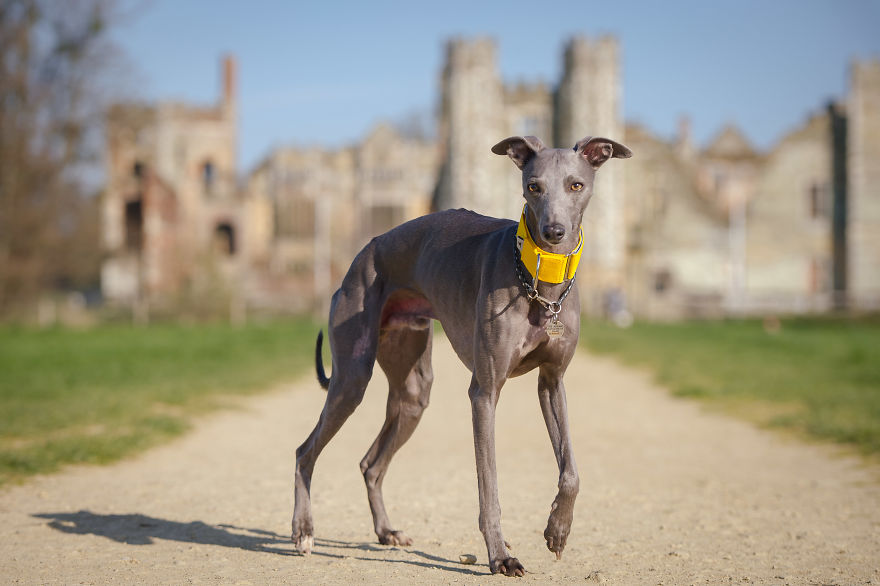 From Homeless To Professional Photographer, Inspired By Nature & Dogs