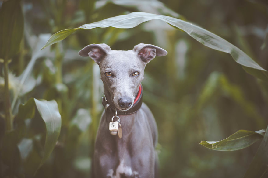 From Homeless To Professional Photographer, Inspired By Nature & Dogs