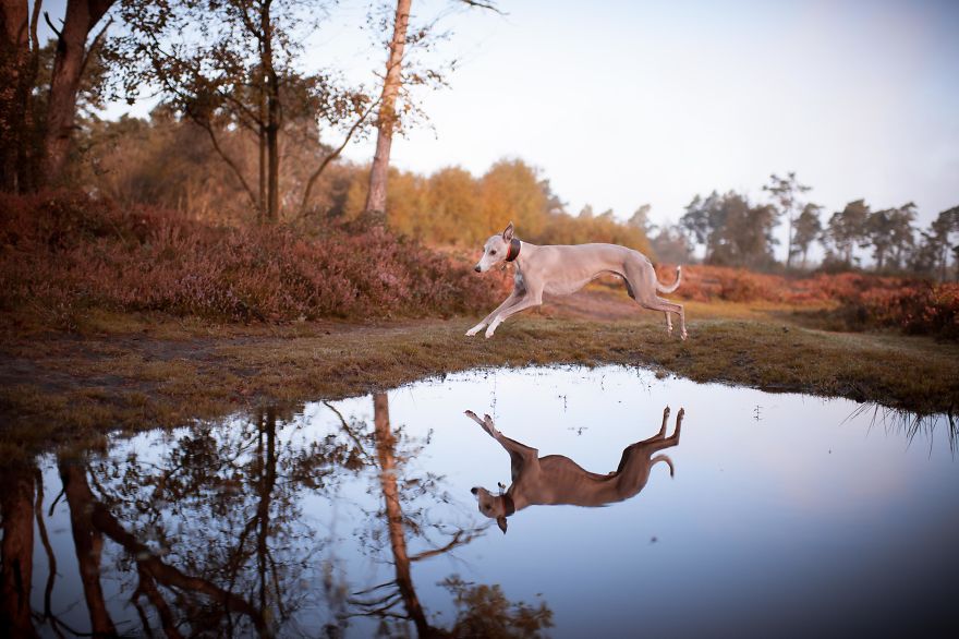 From Homeless To Professional Photographer, Inspired By Nature & Dogs