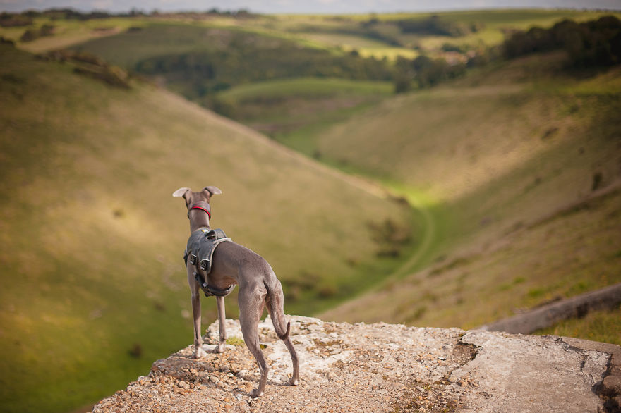 From Homeless To Professional Photographer, Inspired By Nature & Dogs From Homeless To Professional Photographer, Inspired By Nature & Dogs