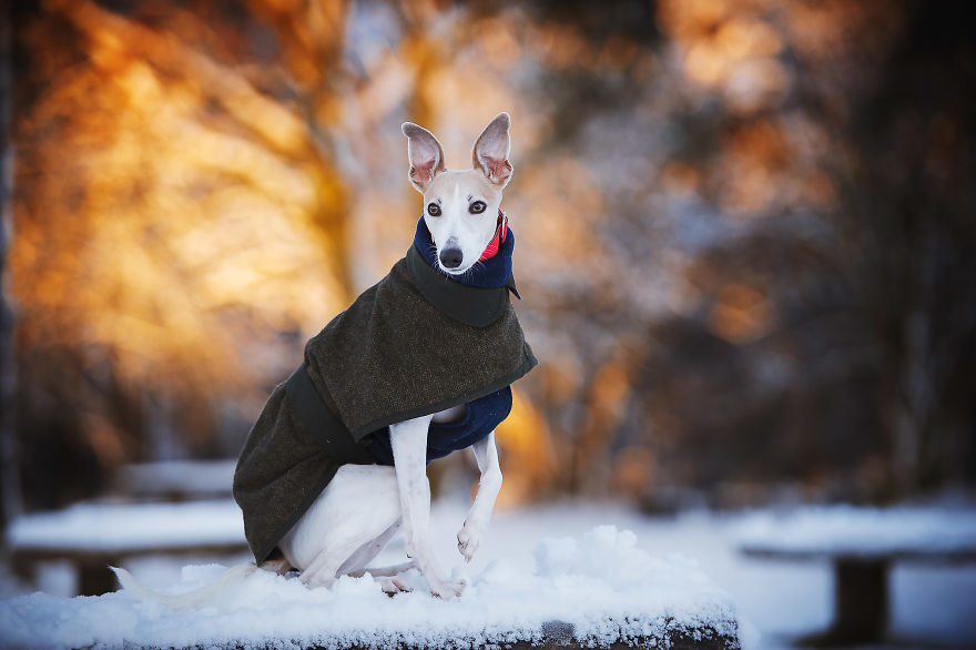 From Homeless To Professional Photographer, Inspired By Nature & Dogs