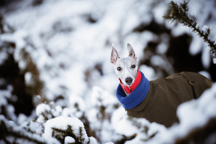 From Homeless To Professional Photographer, Inspired By Nature & Dogs