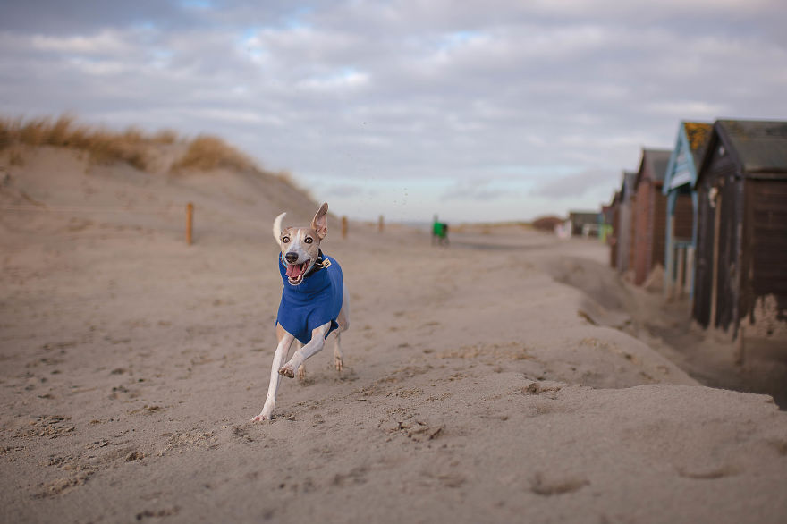 From Homeless To Professional Photographer, Inspired By Nature & Dogs