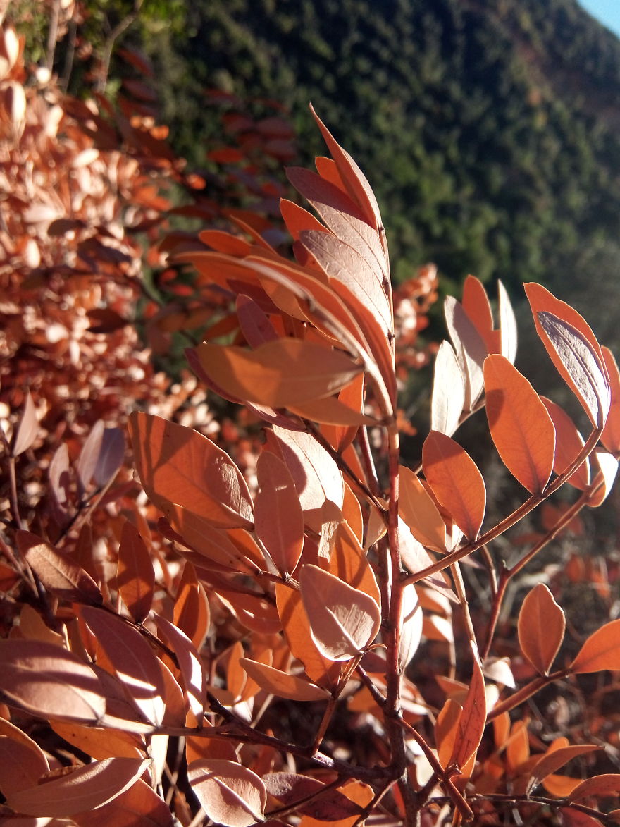 5 Pictures You Won't Believe Were Taken With A Smartphone !