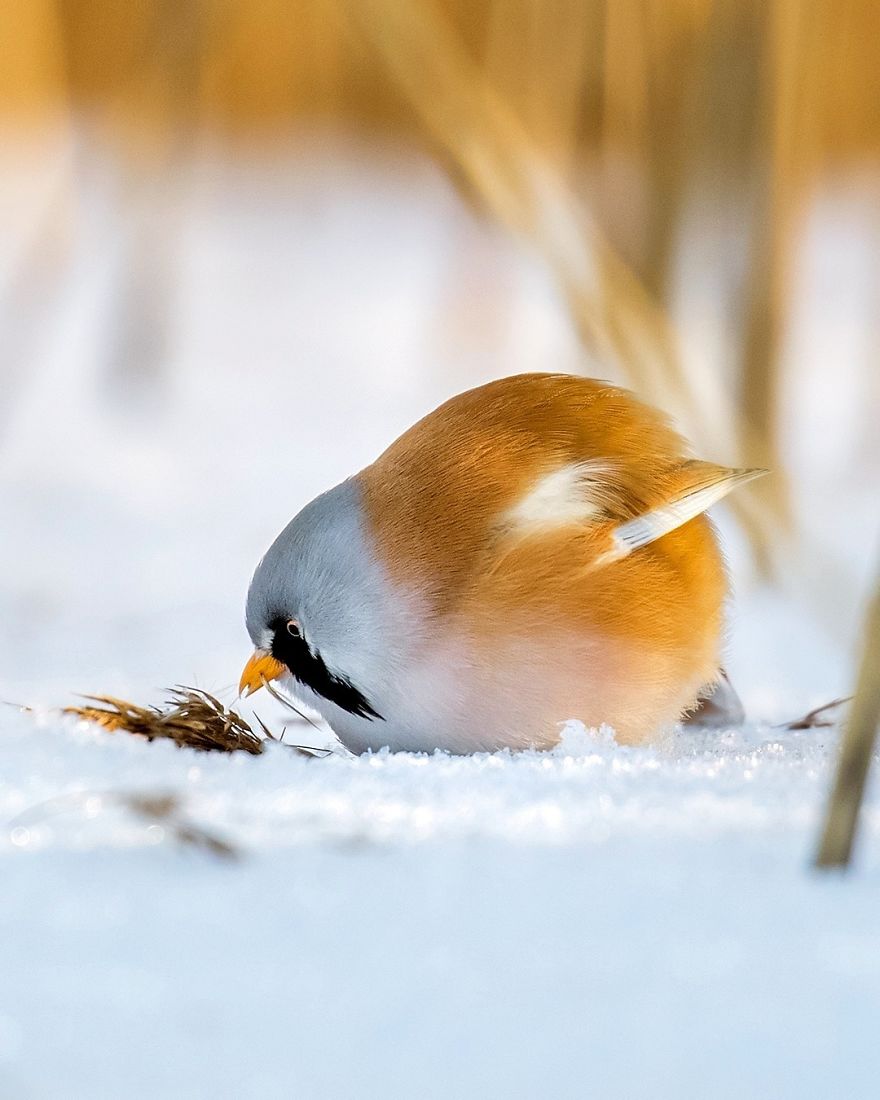 Photographer Spends Months In Forest Capturing Angry Birds In Real Life