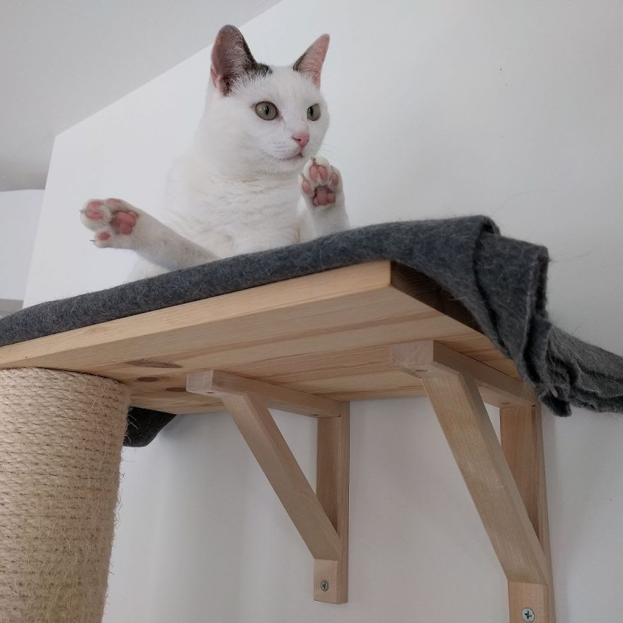 The Black And White Of Cats