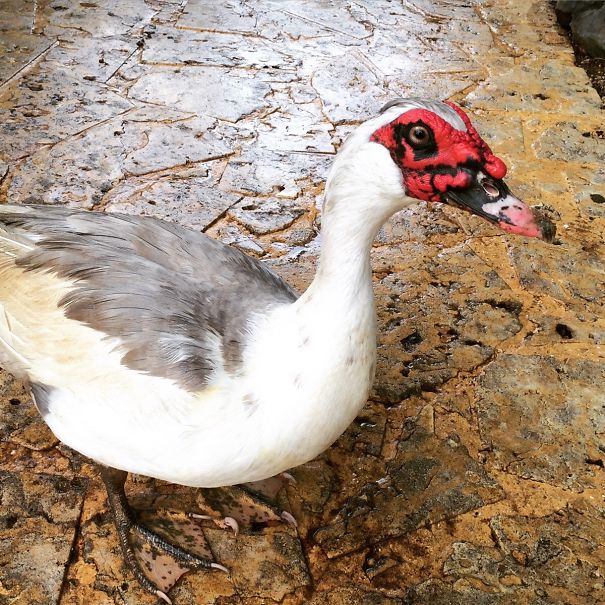 This Duck Looks Like Darth Maul