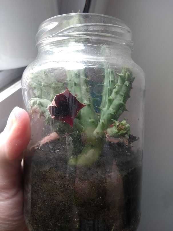 My Succulent's Flower Looks Like A Demogorgon