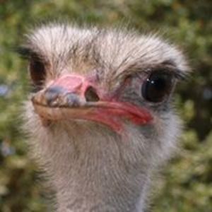 creamycreamycheesey avatar