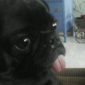 marlanenapier avatar