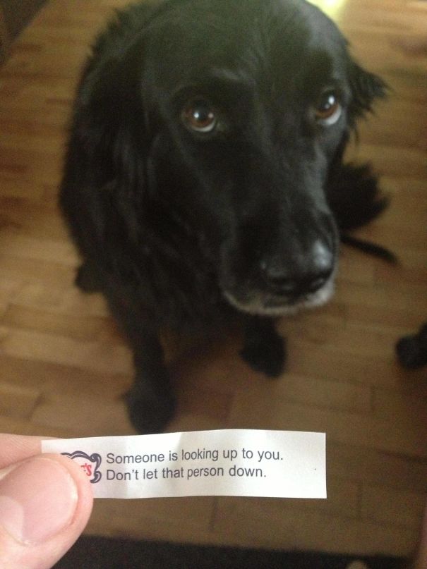 Fortune cookie with sassy message held in front of a dog's face.