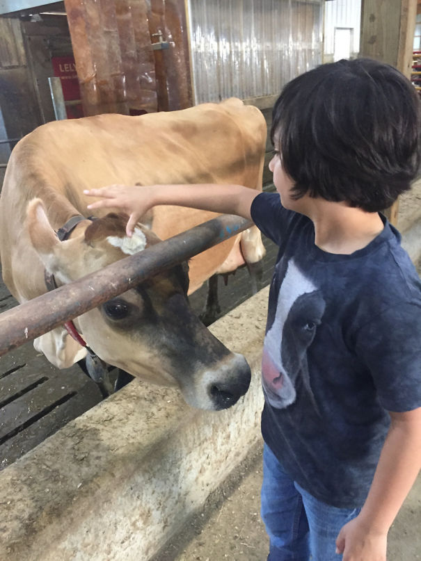 A Cow Seems Amused By My Son's Shirt