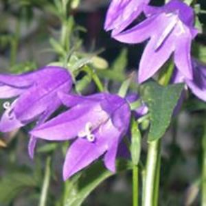 1loquaciouslass avatar