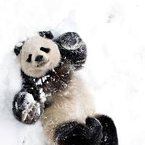 mateusz_goldak avatar