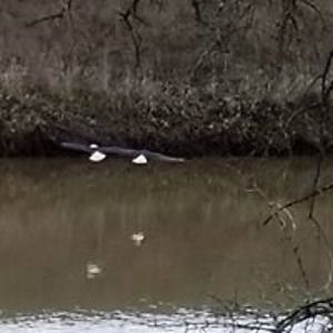 laurrie-piland avatar