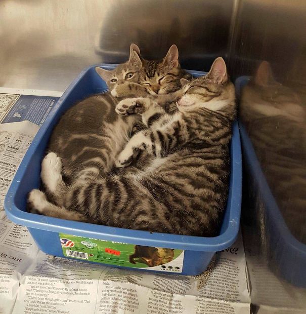I Work At An Animal Shelter. Caught This Moment Cleaning Cages
