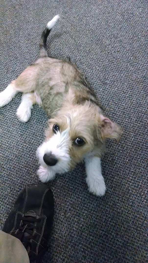 One Of The Perks Of Doing It For An Animal Shelter. This Guy Had My Heart Melting
