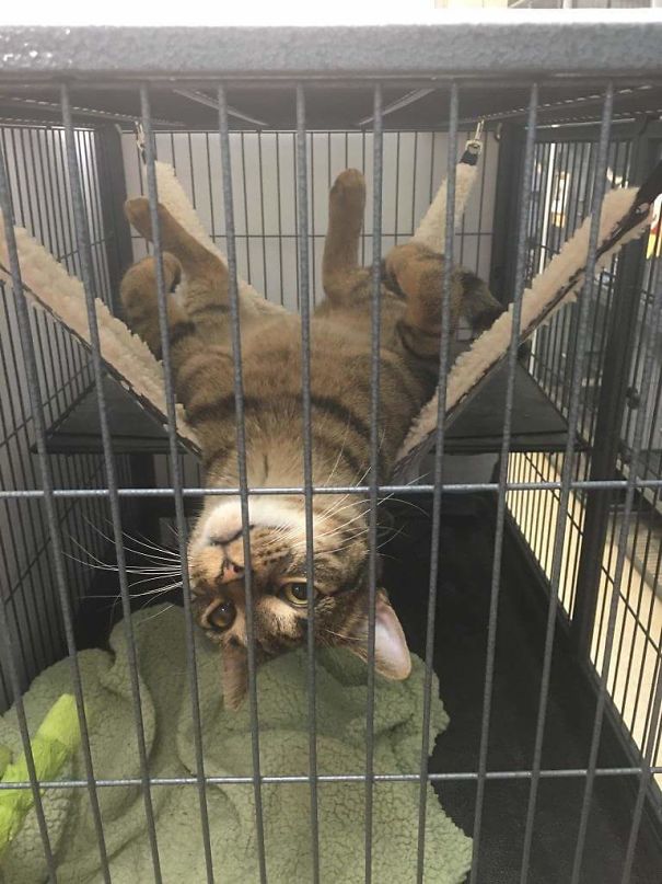 Expert Level Chill From The Local Shelter