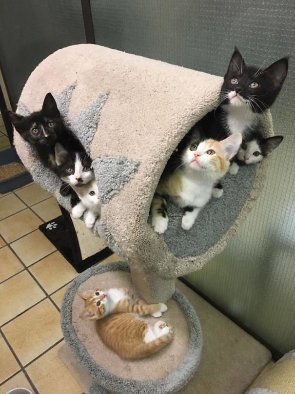 I Work At A Local Animal Shelter And Sometimes I'm Able To Capture Purrrfect Moments