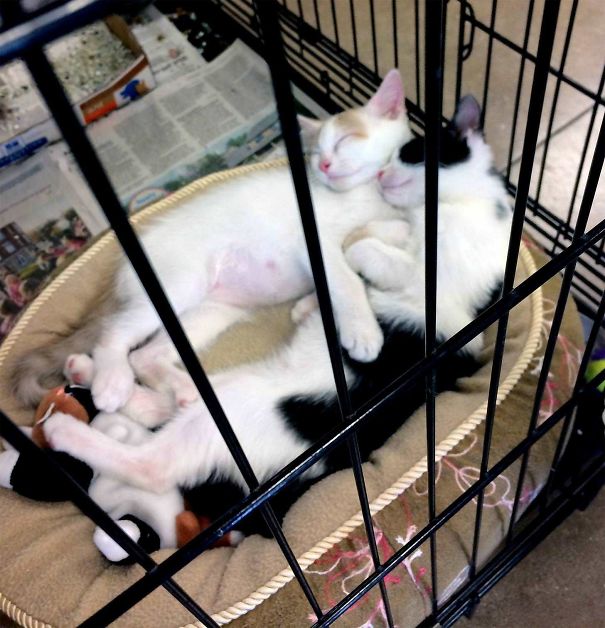 I Volunteer At An Animal Shelter. This Brother And Sister Gave Me Lots Of Feels