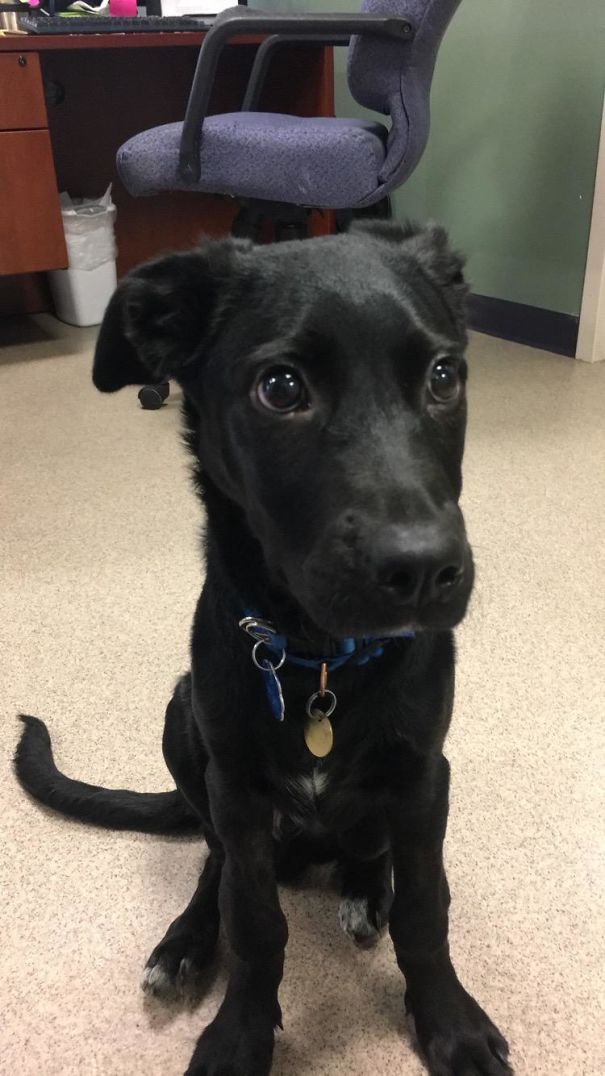 I Work At An Animal Shelter. This Good Boy Was My Office Buddy For The Day