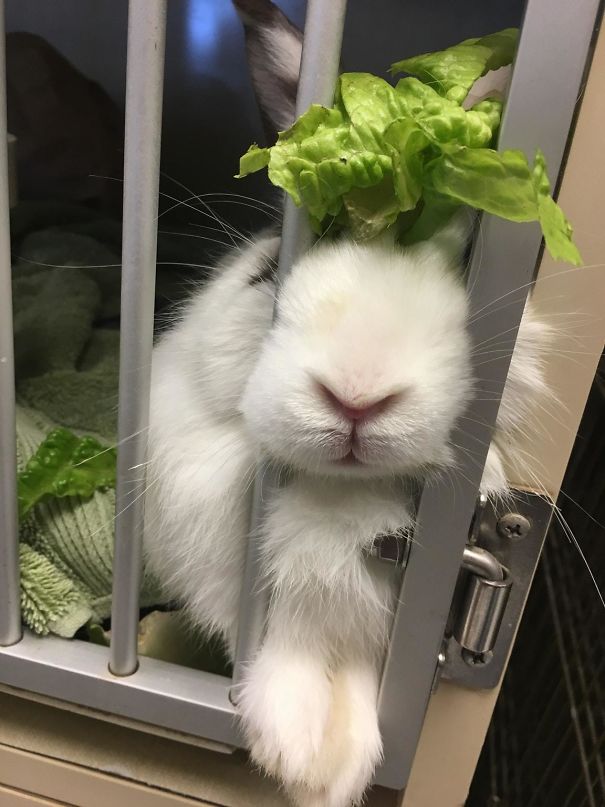 This Is Armand From The Shelter I Work At