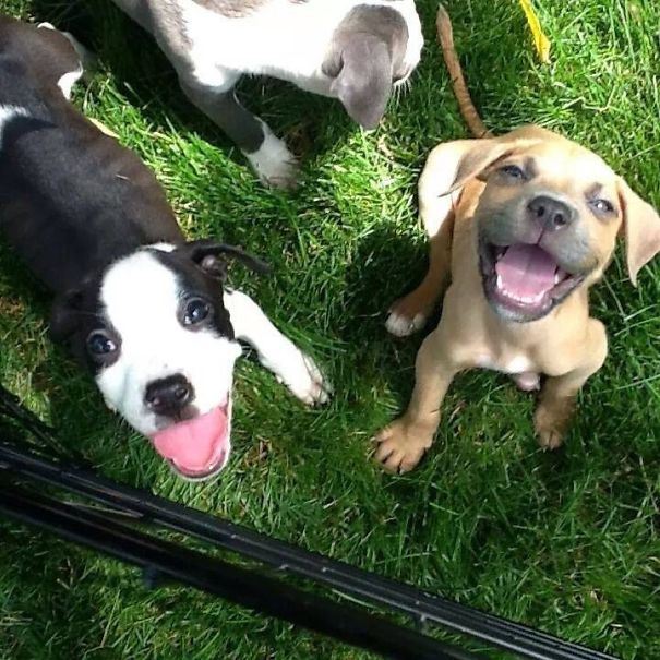 A Couple Smiling Pitbull Puppies From The Shelter I Volunteer At!