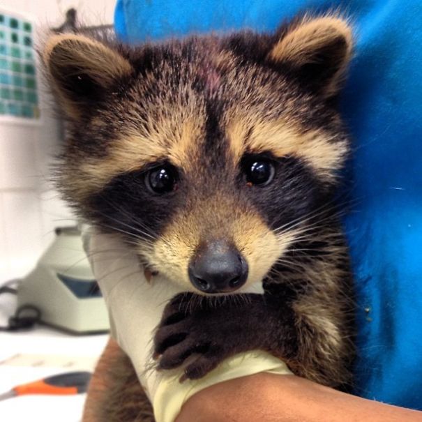 My Girlfriend Volunteers At An Animal Shelter And This Little Guy Came In This Morning!