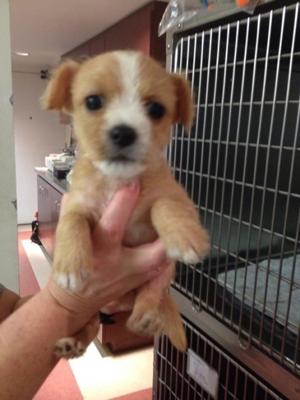 New Rescue We Got At The Animal Hospital I Work At