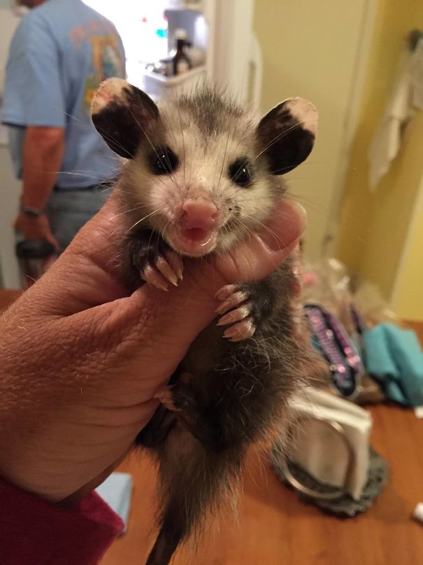 My Mom Volunteers For An Animal Rescue. She Sent Me This