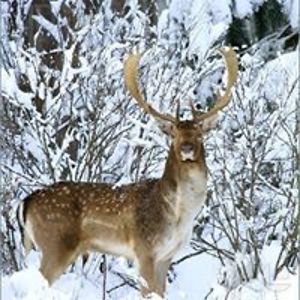 christina_l_thibert avatar