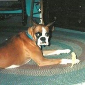 boxershiner_1 avatar
