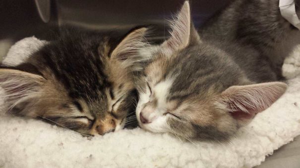 SPCA Kittens. This Is Why I Volunteer