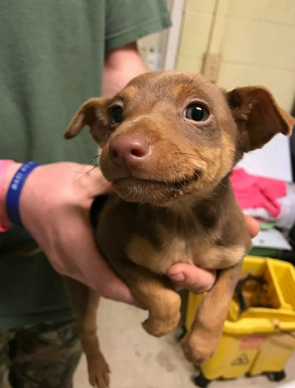 This Little Pupper Was Ditched At My Local Animal Shelter.. After Hours.. In The Bushes
