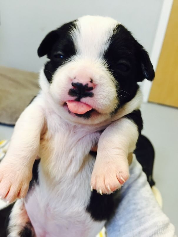 My Wife Works For The Humane Society And Just Had To Show Me One Of The New Additions To Their Adoption Program