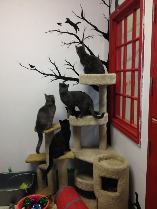 This Is What Happens When You Have A Laser Pointer And Volunteer At An Animal Shelter