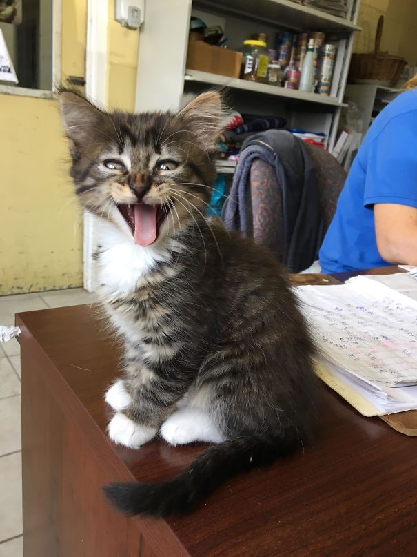 From The Shelter I Volunteer At, Waiting To Be Adopted