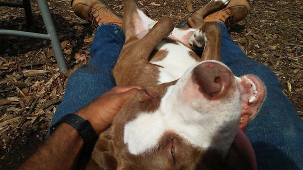 I Volunteer At My Local Shelter, But Some Days I Can't Tell Who Is Helping Whom