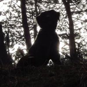 pistoletjebrie avatar