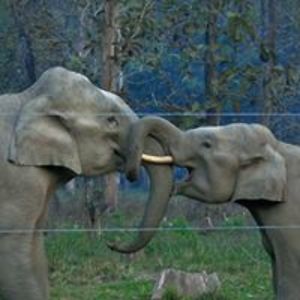 mallicktaniya avatar