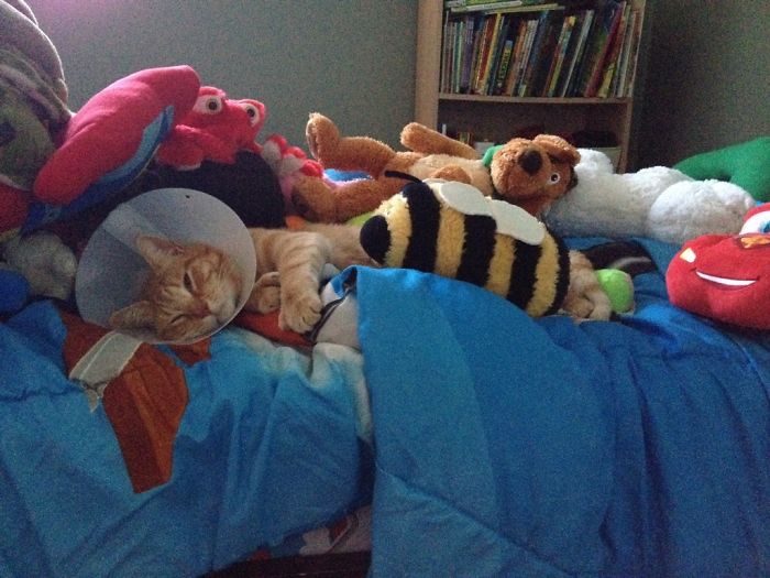 Our 4-Year-Old Wanted To Make Sure Our Cat Was Comfortable After Going To The Animal Hospital