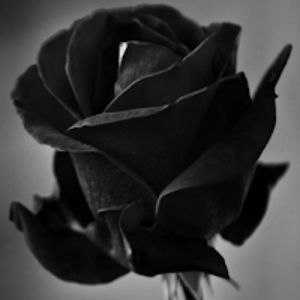 darkisabelrose avatar