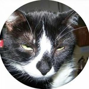 leahrayner1950 avatar